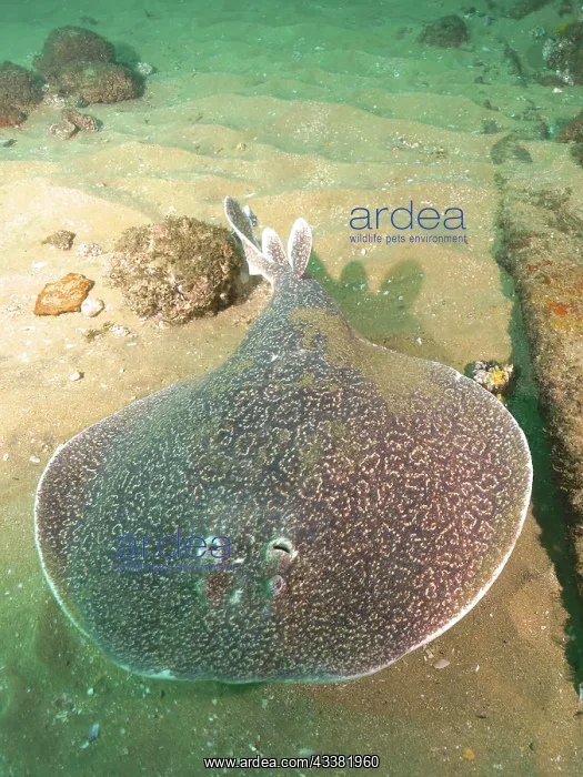 : Variable gulf torpedo (Torpedo sinuspersici), Aliwal : Variable gulf torpedo (Torpedo sinuspersici), Aliwal
