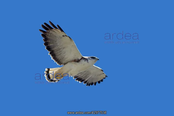 : Variable Hawk / Red-backed Hawk - female in flight : Variable Hawk / Red-backed Hawk - female in flight