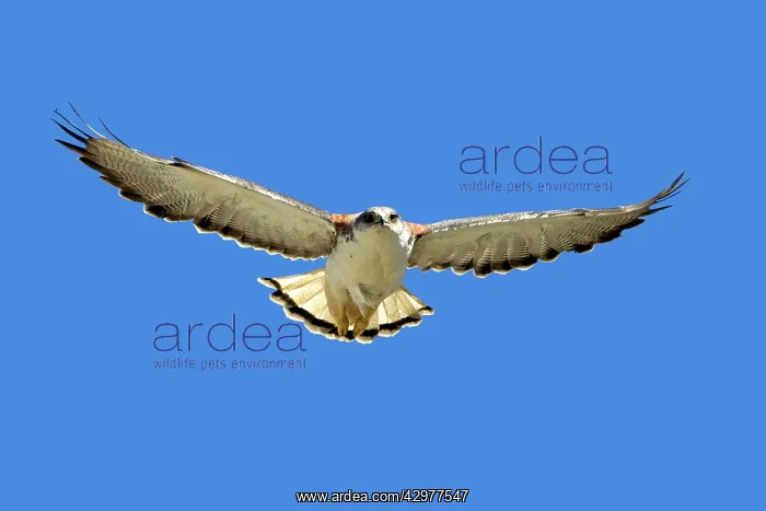 : Variable Hawk / Red-backed Hawk - female in flight : Variable Hawk / Red-backed Hawk - female in flight