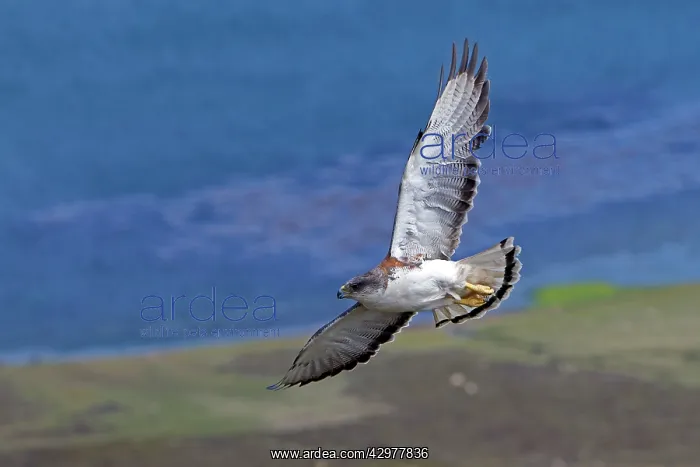 : Variable Hawk / Red-backed Hawk - female in flight : Variable Hawk / Red-backed Hawk - female in flight