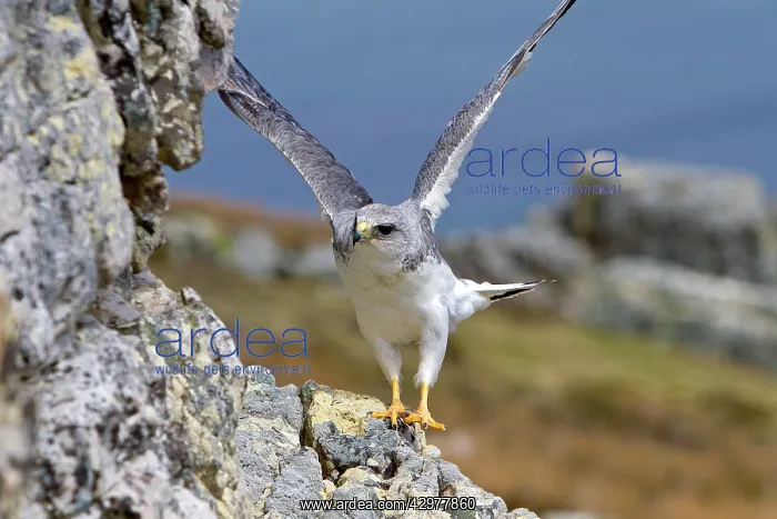 : Variable Hawk / Red-backed Hawk - male : Variable Hawk / Red-backed Hawk - male
