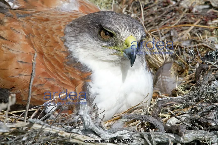 : Variable Hawk / Red-backed Hawk - male : Variable Hawk / Red-backed Hawk - male