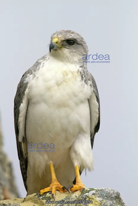 : Variable Hawk / Red-backed Hawk - male : Variable Hawk / Red-backed Hawk - male