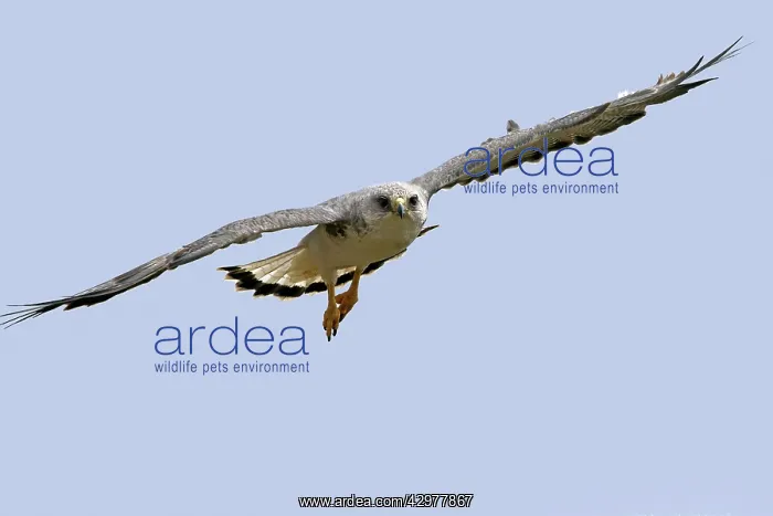 : Variable Hawk / Red-backed Hawk - male in flight : Variable Hawk / Red-backed Hawk - male in flight