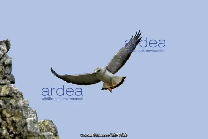 : Variable Hawk / Red-backed Hawk - male in flight : Variable Hawk / Red-backed Hawk - male in flight