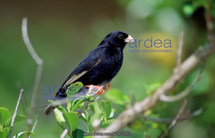 : VARIABLE INDIGOBIRD / Black Widow-finch : VARIABLE INDIGOBIRD / Black Widow-finch