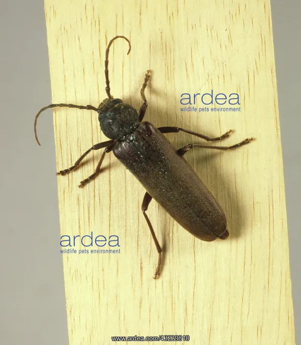 : Variable Longhorn Beetle (Stenocorus meridianus) : Variable Longhorn Beetle (Stenocorus meridianus)