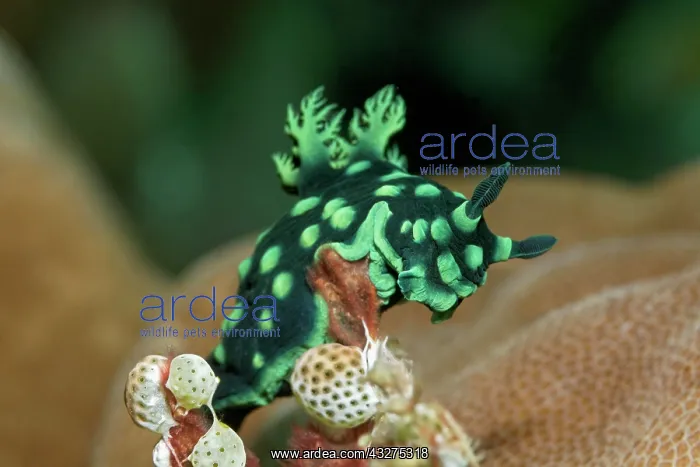 : Variable neon slug (Nembrotha kubaryana), eats sea : Variable neon slug (Nembrotha kubaryana), eats sea