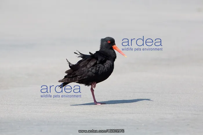 : Variable Oystercatcher : Variable Oystercatcher