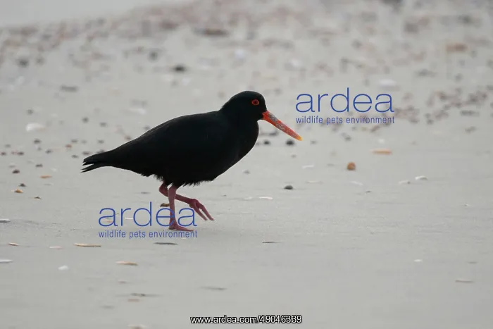 : Variable Oystercatcher : Variable Oystercatcher