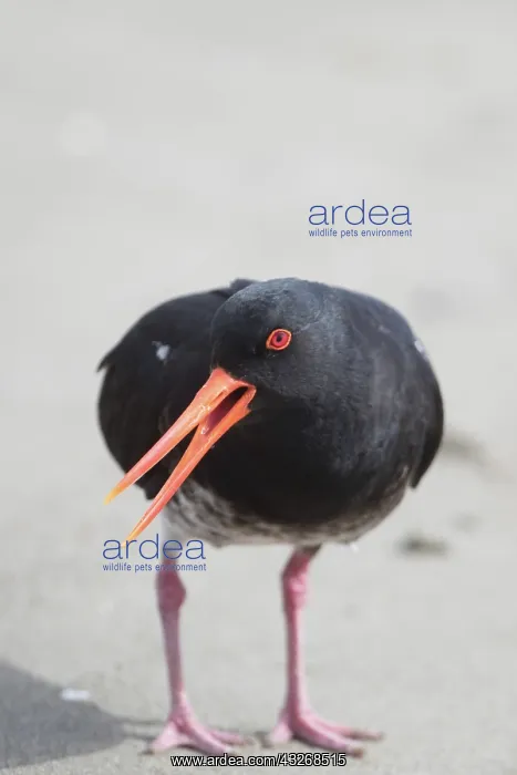 : Variable Oystercatcher - Ashley Estuary - South : Variable Oystercatcher - Ashley Estuary - South