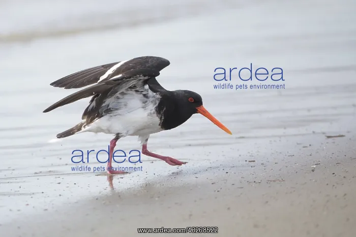 : Variable Oystercatcher - Ashley Estuary - South : Variable Oystercatcher - Ashley Estuary - South