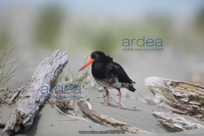 : Variable Oystercatcher - Ashley Estuary - South : Variable Oystercatcher - Ashley Estuary - South