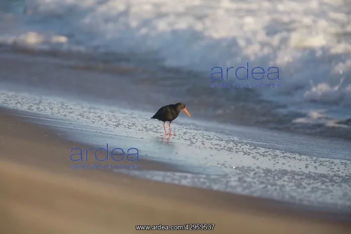 : Variable Oystercatcher - on beach : Variable Oystercatcher - on beach