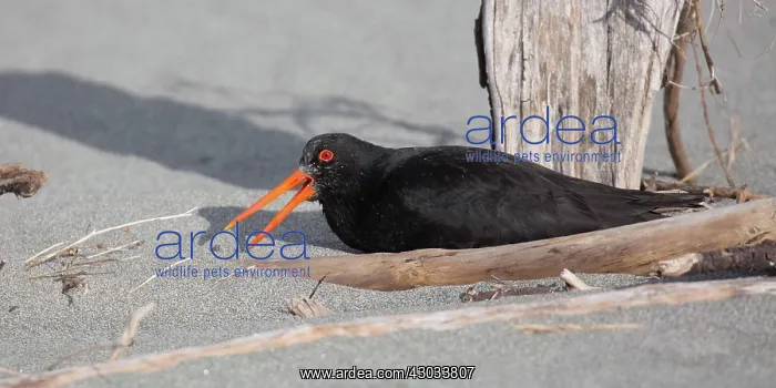 : Variable Oystercatcher - False brooding as it sits : Variable Oystercatcher - False brooding as it sits