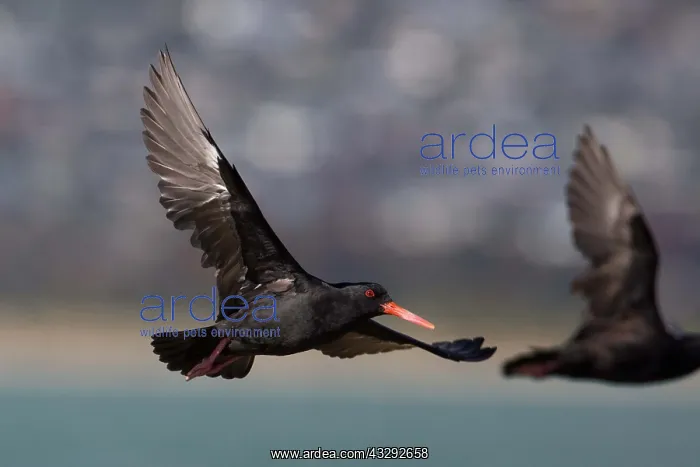 : Variable Oystercatcher - In flight at the estuary : Variable Oystercatcher - In flight at the estuary