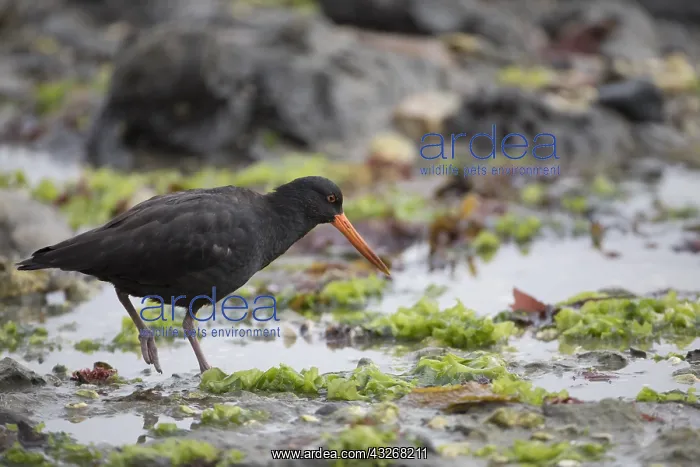 : Variable Oystercatcher - Foraging along the rocky : Variable Oystercatcher - Foraging along the rocky