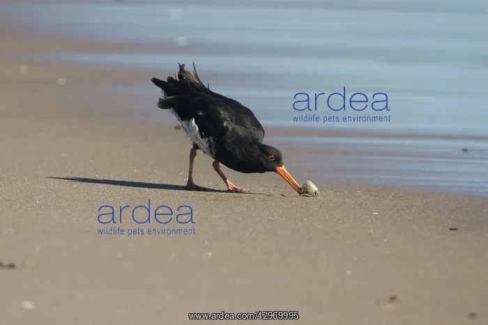 : Variable Oystercatcher - opening a tuatua : Variable Oystercatcher - opening a tuatua
