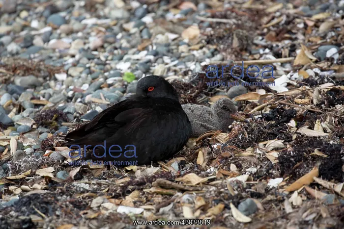 : Variable Oystercatcher - Resting - with a chick : Variable Oystercatcher - Resting - with a chick