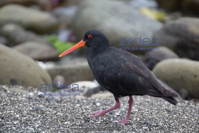 : Variable Oystercatcher - among shingle and rocks : Variable Oystercatcher - among shingle and rocks