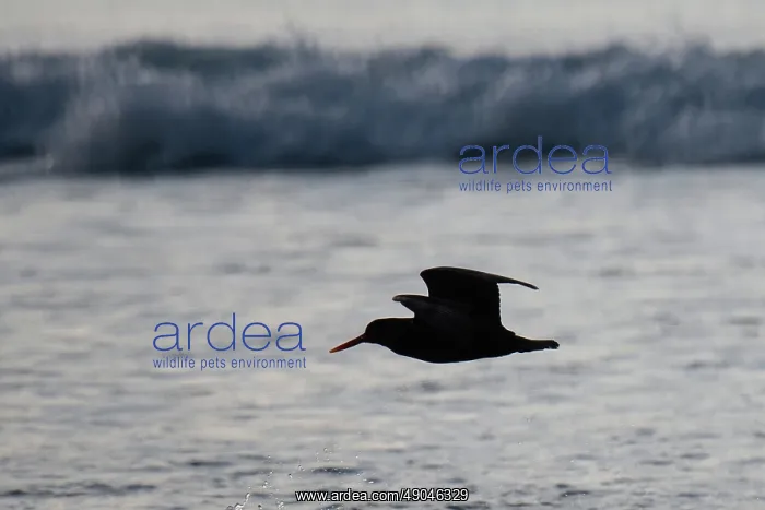 : Variable Oystercatcher silhouette : Variable Oystercatcher silhouette