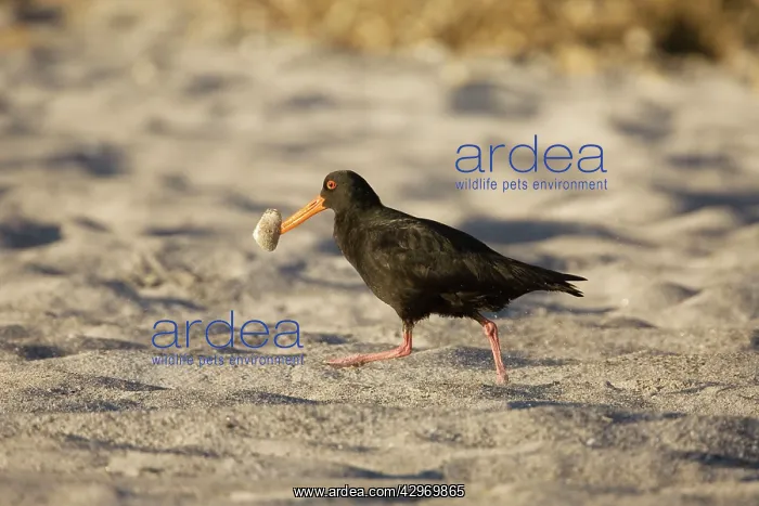 : Variable Oystercatcher - with a tuatua shellfish : Variable Oystercatcher - with a tuatua shellfish