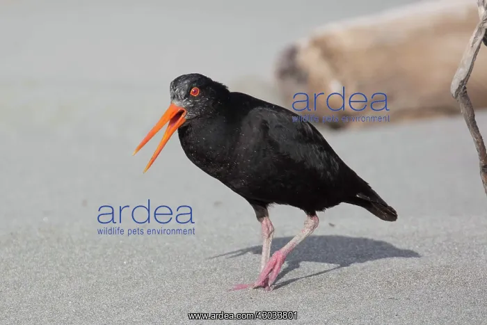 : Variable Oystercatcher - Watching an intruder in : Variable Oystercatcher - Watching an intruder in