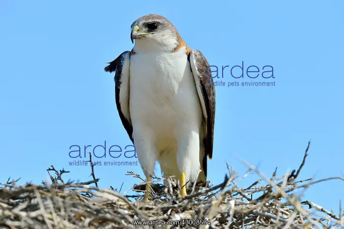 : Variable / Red Backed Hawk : Variable / Red Backed Hawk