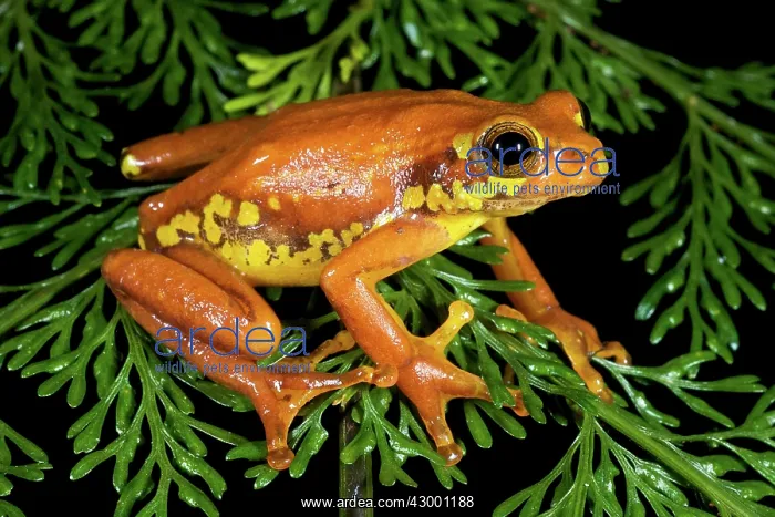 : Variable Reed Frog : Variable Reed Frog