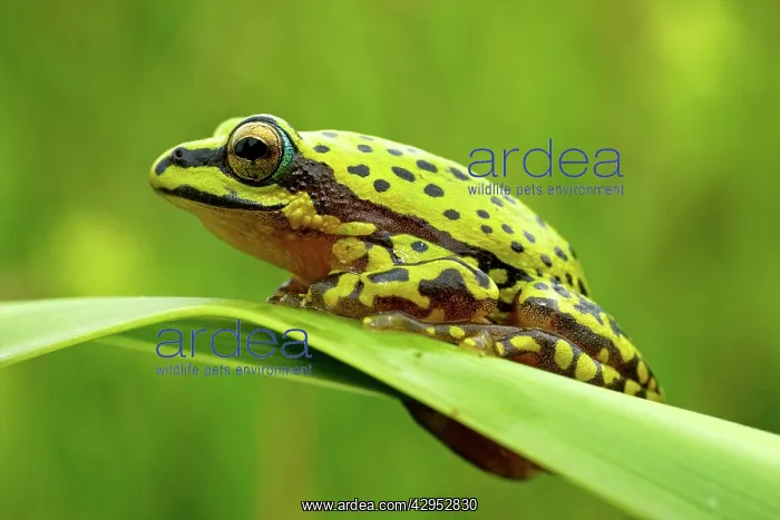 : Variable Reed Frog - adult male on a leaf : Variable Reed Frog - adult male on a leaf
