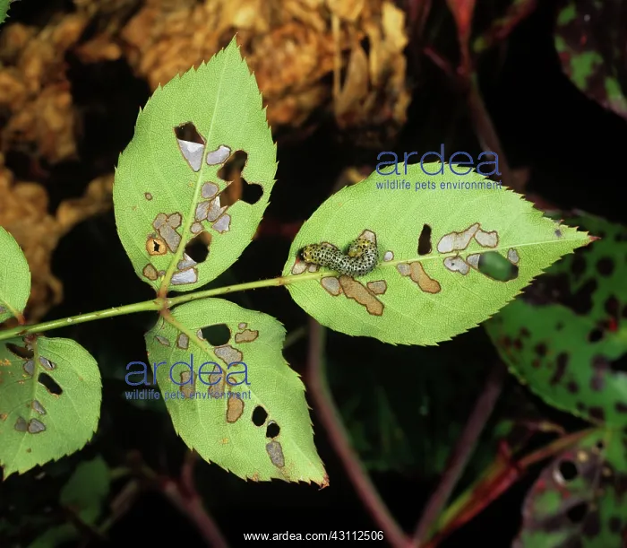 : Variable rose sawfly damage : Variable rose sawfly damage
