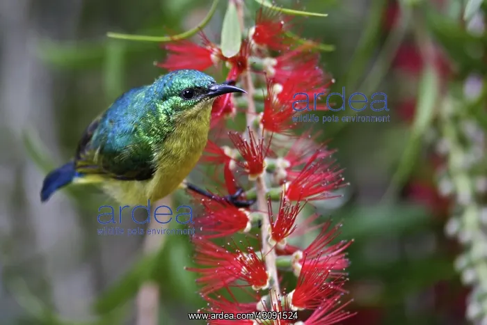 : Variable Sunbird : Variable Sunbird