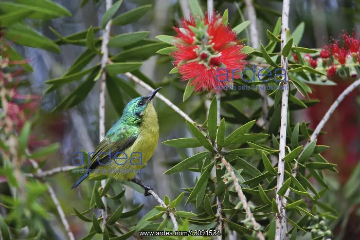 : Variable Sunbird : Variable Sunbird