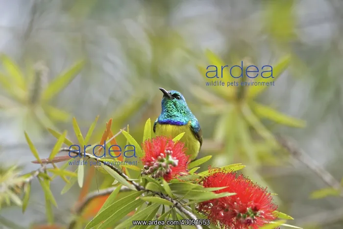 : Variable Sunbird : Variable Sunbird