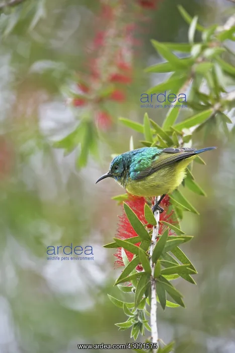 : Variable Sunbird : Variable Sunbird
