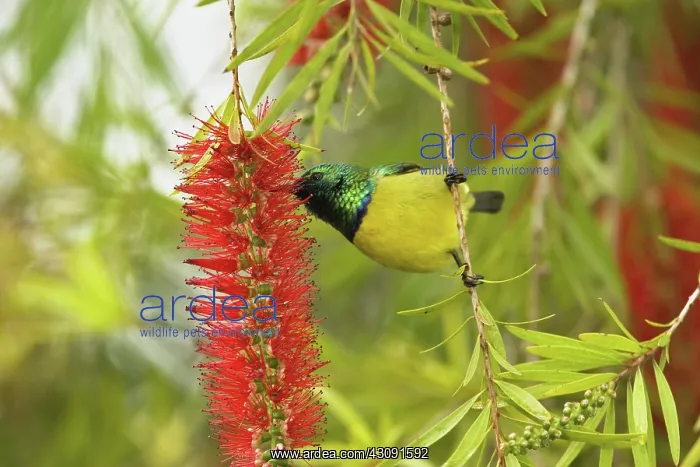 : Variable Sunbird : Variable Sunbird
