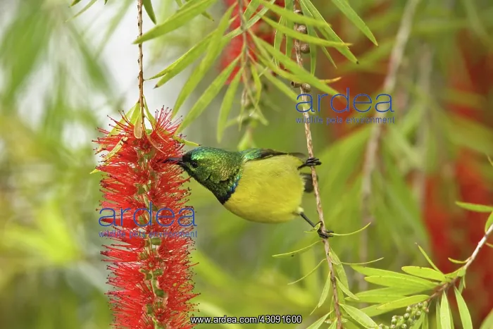 : Variable Sunbird : Variable Sunbird