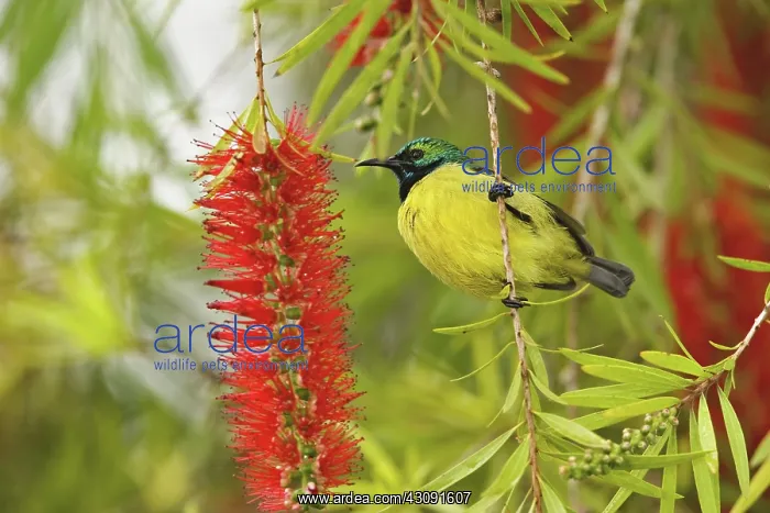 : Variable Sunbird : Variable Sunbird