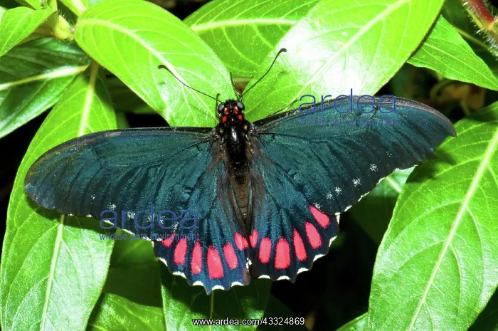 : Variable Swallowtail Butterfly : Variable Swallowtail Butterfly