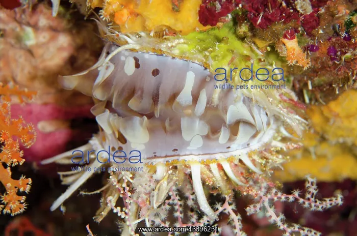  : Variable Thorny Oyster