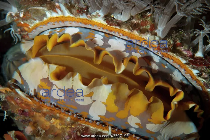 : Variable Thorny Oyster : Variable Thorny Oyster