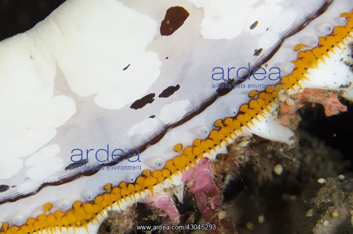  : Variable Thorny Oyster - Eyes - Segara dive site