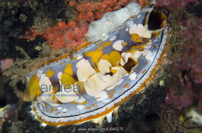 : Variable Thorny Oyster - Liberty Wreck dive site : Variable Thorny Oyster - Liberty Wreck dive site