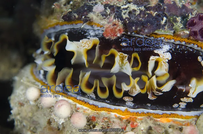 : Variable Thorny Oyster - Two Tree Island dive : Variable Thorny Oyster - Two Tree Island dive
