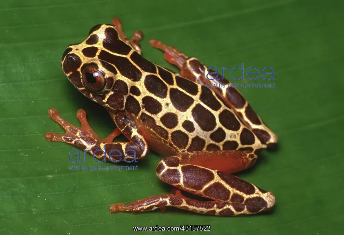 : Variable Treefrog (Hyla triangulum) : Variable Treefrog (Hyla triangulum)