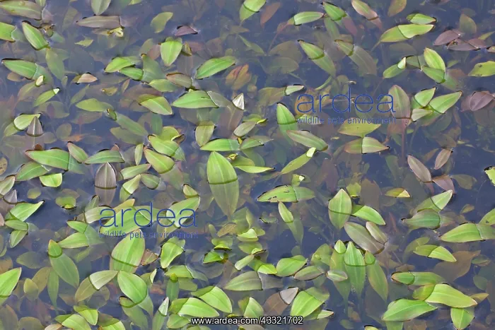  : Variableleaf Pondweed