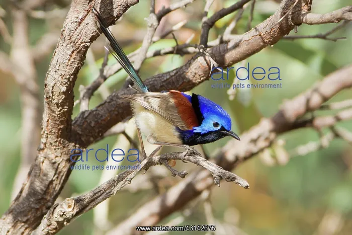 : Variagated Fairy-Wren : Variagated Fairy-Wren