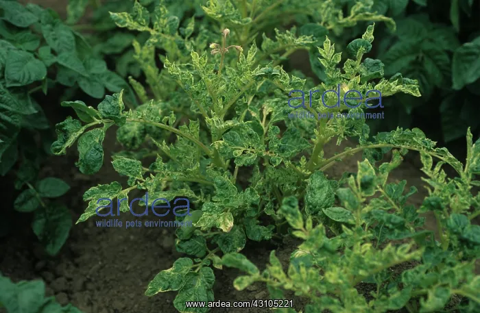 : Variant potato plant : Variant potato plant
