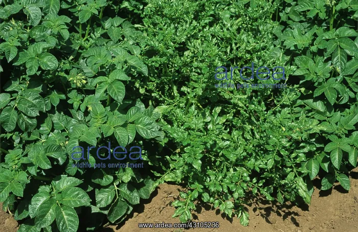 : Variant potato plant : Variant potato plant