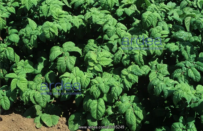 : Variant potato plant : Variant potato plant